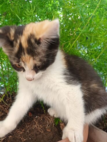 серая кошка: Кошка даром: Русская голубая, 2 месяца, Девочка, Приучена к лотку