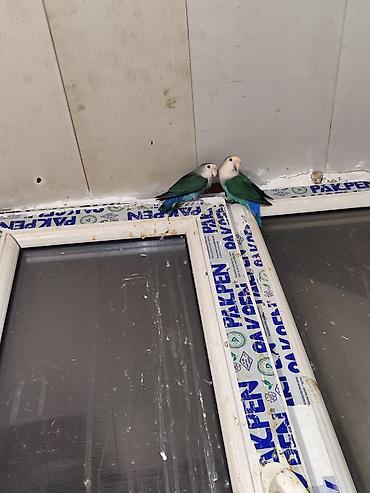 Tutuquşları: Sevgi quşları (lovebird) – bir neçə fərqli rəng mutasiyası ilə — 2