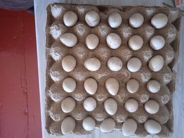 перепелки яйца: Сатам | Инкубацияланган жумурткалар | Көбөйтүү үчүн