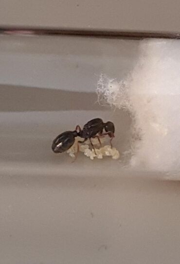 Другие животные: Матка муравьёв Tetramorium caespitum почти все с расплодом