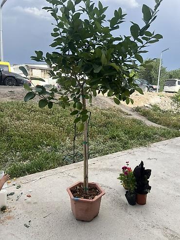 Другие комнатные растения: Корица гигант сорт 🌳🌳🌳 Комнатные крупномеры в декоративных кашпо - — 24