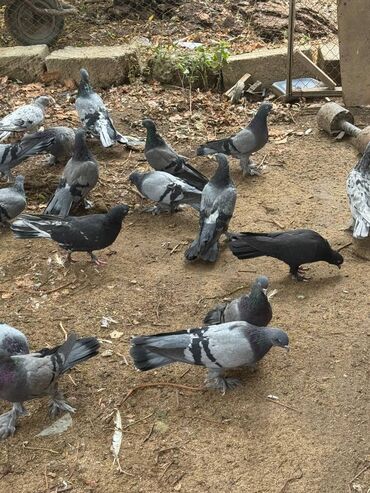 Göyərçinlər: Kəməti göylərdi içində 3 4 dənə əbrəş var. 17-20 tukdulər. kom şəkildə -da lalafo.az — 7 Göyərçinlər: Kəməti göylərdi içində 3 4 dənə əbrəş var. 17-20 tukdulər. kom şəkildə — 7