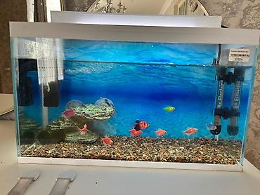 akvaryum bitkileri: Dördbucaq akvarium, Balıqlarla birlikdə, 30 l — 1