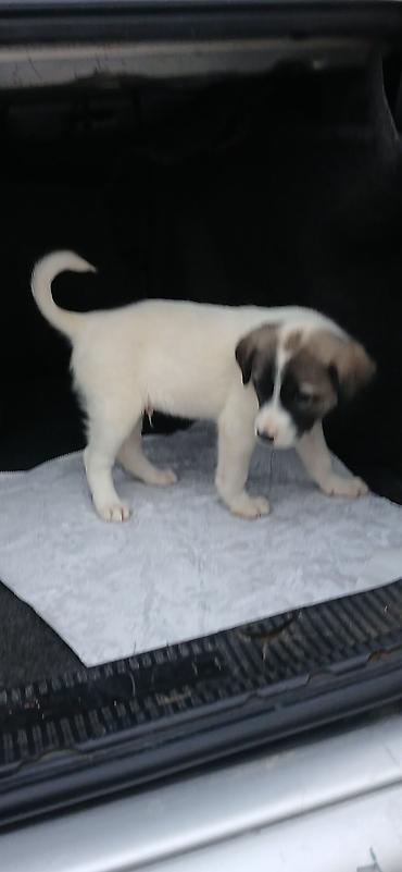 pitbul itler: Qurdbasar, 1 ay — 2