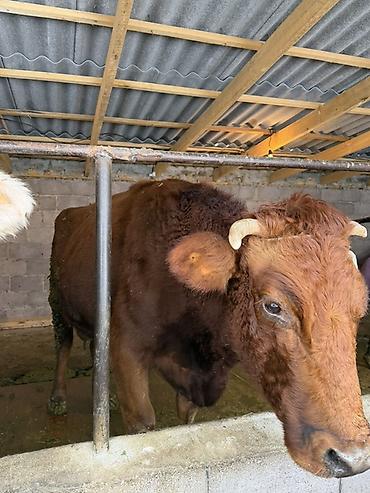 Коровы, быки: Продаю | Корова (самка) | Полукровка | Для молока | Привязанные — 11