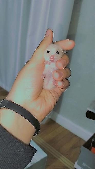 hamster satışı: 7 bala və 1 böyük hamster satılır. Qəfəs yalnız böyük hamsterlə — 7