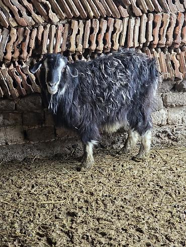 Козы, козлы: Продаю | Коза (самка) | Для разведения — 1