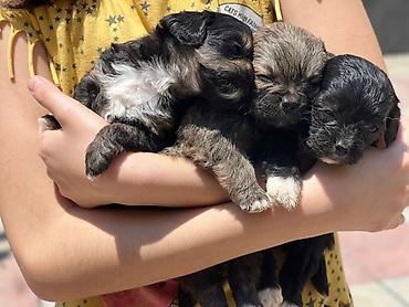 İtlər: Pekines, 2 ay, Sənədli, Ödənişli çatdırılma, Pulsuz çatdırılma — 2