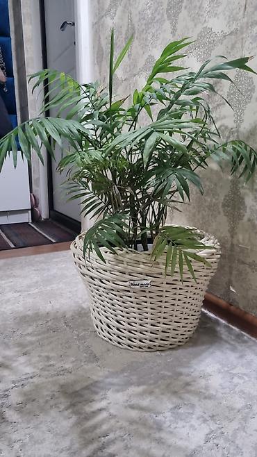 plants: Плетёные кашпо для комнатных и уличных растений,плетение на заказ — 9