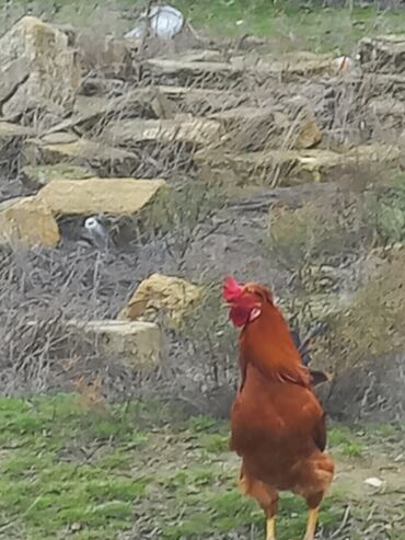 Toyuqlar: Salam xoruzlar satılır 6 aylıq xoruzlardır inkivatortdan çıxan cücələr — 8