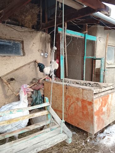 Индюки: Продаю | Индюшка (самка) | Бройлерная | Для разведения | Племенные — 7