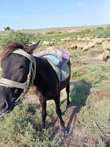 at yəhərləri: Qara rəngli yüklü minik atı - İstifadə sahəsi: çöldə/gəzmədə minik — 2