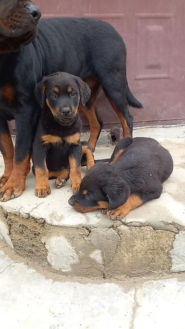 heyvan yeml: Rotveyler, 2 ay, Erkək, Peyvəndli, Ünvandan götürmə — 7