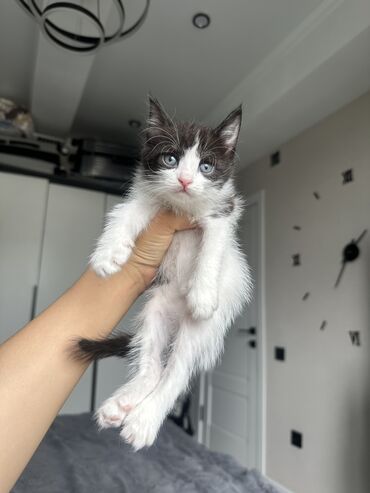 шотландская вислоухая кошка черная: Мышык бекер берилет: Као-мани, 1 айлык, Эркек, Бычылган, Аргын, Лотокко барууга үйрөтүлгөн