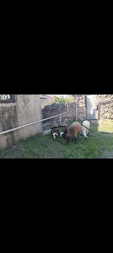 bakida pitbul satishi: Salam Akeykum, əsil damazlığa MaşaAllah super şişeyler çıxıb satışa — 1