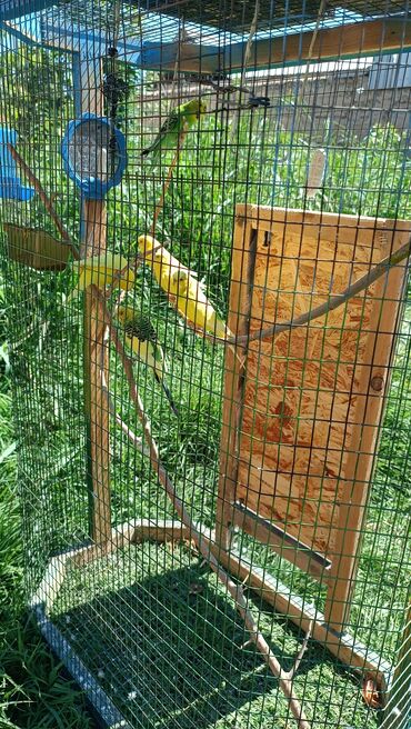 канарейка птица: Волнистые Попугаи 6 шт