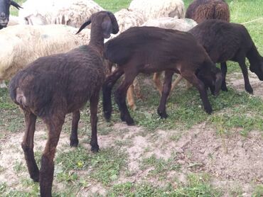рамановские овцы: Продаю | Овца (самка), Ягненок, Баран (самец) | На забой, Для разведения
