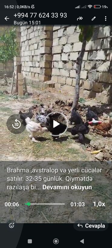 Toyuqlar: Toyuq, Brama, Damazlıq