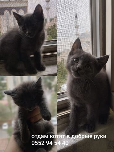 кошки в оше: Кошка даром: Русская голубая, 3 месяца, Мальчик, Метис, Приучена к лотку