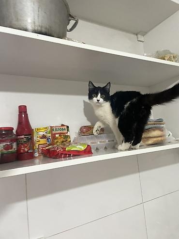 Отдам даром кошку: Кошка даром: Беспородная, 7 месяцев, Девочка, Приучена к лотку — 11