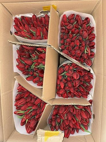 Букеты из живых цветов: Премиальные импортные тюльпаны Привозные тюльпаны лучшего качества — 13