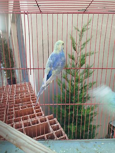 goyercin type 1: Dalmatian rəng çalarlarına yaxın, mavi–sarı tonlarda 2 ədəd dalğıc — 6