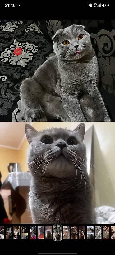 кошки скотиш фолд: Срочно заберите Шотландские кошки (скоттиш‑фолд/страйт), окрас блю — 1