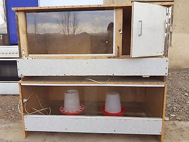 Товары и оборудование для с/х животных: Брудер для цыплят/молодняка птицы - Закрытая теплая коробка с — 9