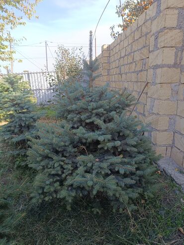 Ağaclar: Qiyməti 1 meteresi 80 AZN çox götüren olsa qiymət dəyişəcək qiyməti 2 — 8