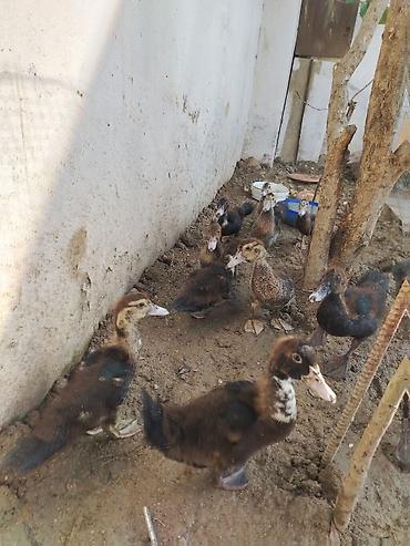 bala ordək: Lal Ördek bala lari tam sağlam dir yerim balaca olduğu ucun satram — 5