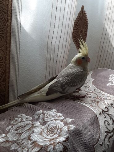 Tutuquşları: Tutuquşları