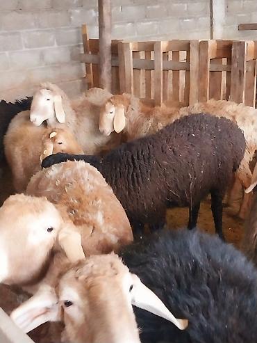 Баран, овца: Продаю | Баран (самец) | Для разведения | Матка — 3