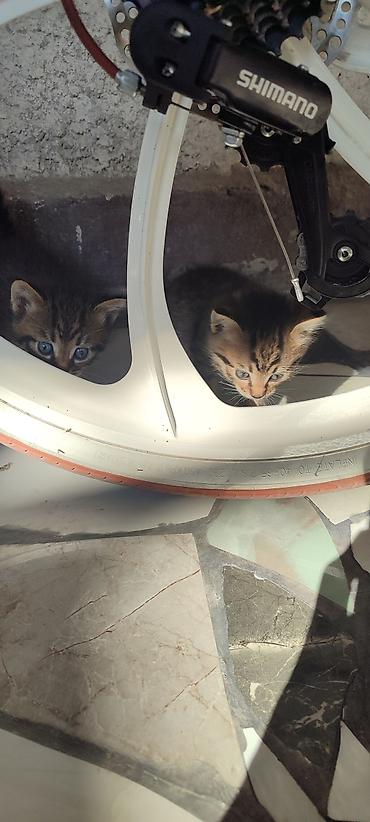 Мышыктар: Отдам котят 1 месяц,3 мальчика 1 девочка - Пушистые короткошёрстные — 5