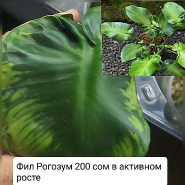 Другие комнатные растения: Продаю цветы — 4
