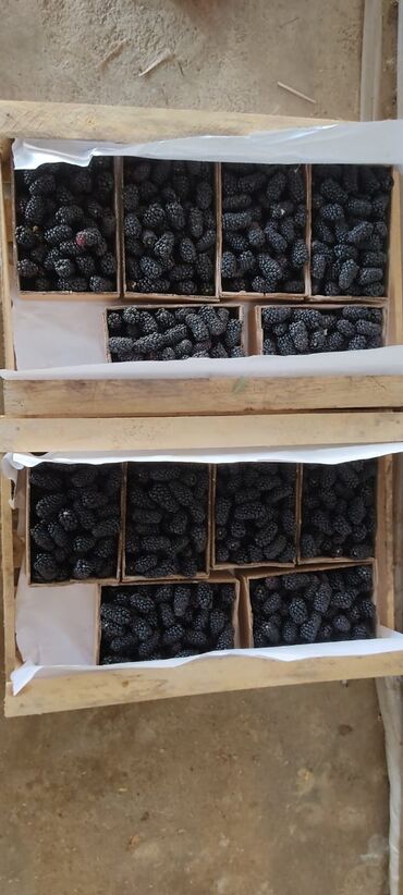 Şitillər: Isdenilen sort var sadece zeng edin catiraq — 6