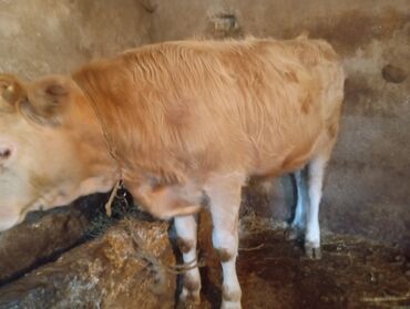 Dana, buzov: Dana, buzov, Dişi, ay: 9, 250 kq, Damazlıq, Ünvandan götürmə — 10