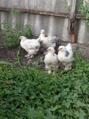 леггорн цыплята: 4 штук цыплята 2петух 2 курочки 3взрослые курицы один петух цыплята