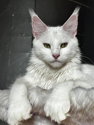 black cat: Мейн-кун, 1 месяц, Мальчик, Белый, Приучена к лотку, Проглистована, С документами — 6