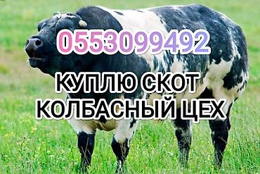 забой скота: Колбасный цех : Коровы, быки, Лошади, кони, | Круглосуточно, Любое состояние, Забитый — 1