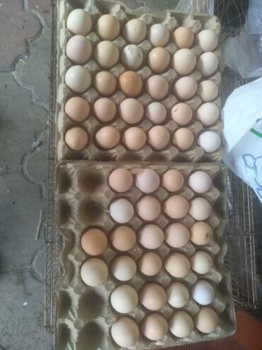бролерные яйца: Продаю | Инкубационные яйца | Домашняя