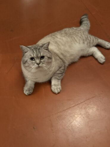 Pişiklər: Britan — 4