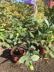 Декоративные деревья: Продается лимонное дерево с плодами и без, многолетние и молодые — 6