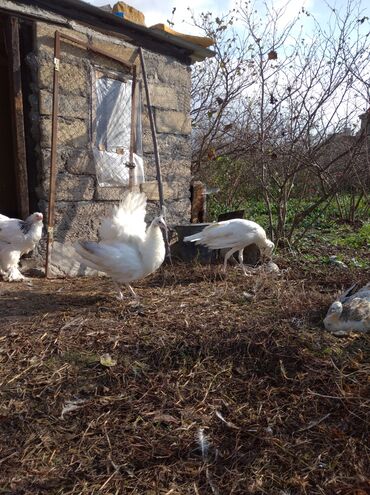 Tovuz quşları: Salam aleykum. Satışda bir cüt ağ tovuzquşu var. 6 ayliqdirlar. cütü — 7