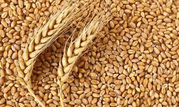 мерседес е240 цена в Кыргызстан | Автозапчасти: Пшеница !!! Буудай !!! Продаю пшеницу оптом и в розницу!!! Россия!