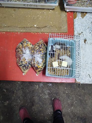 Зоотовары: Продаются клетки 47.28.46. гамаки 250 сом, домики 250 сом поильники — 15
