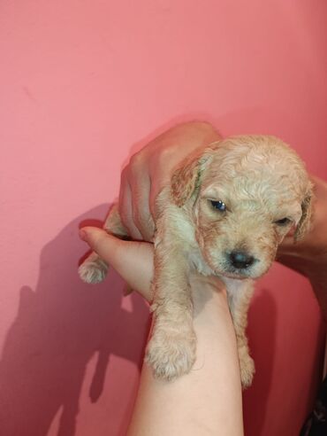 Digər kənd təsərrüfatı heyvanları: Pudel balaları satılır. iki həftəlikdililər. 1 ay yarımında götürə — 2