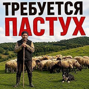 скотный двор: Продаю | Овца (самка) | Для разведения | Матка — 1