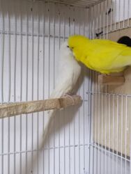 Tutuquşları: Çexlər hazır sağlam aktiv quşlardı hər iki cüt bala verib Bir cütü 80 — 5