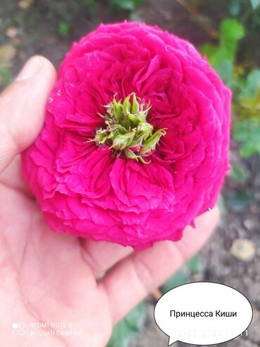 Şitillər: Salam Güllər Rusiyada gelib xarici gülldü nömrədə whatsapp var — 34