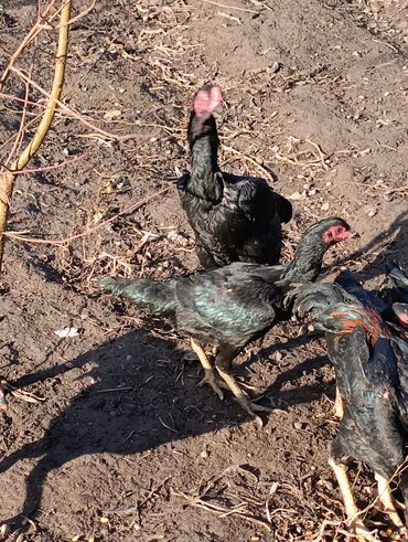 Куры, петухи: Продаю | Петух | Бойцовая, Дакан | На забой, Для разведения, Несушки — 10